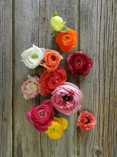 ASSORTED RANUNCULUS